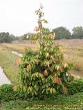 Stelechocarpus burahol